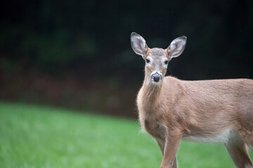 A closeup of a female white tailed deer looking at the camera. 
