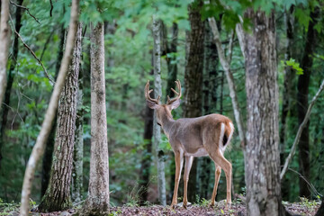 A large male white tailed deer looking away from the camera. He is in the Appalachian mountains of Virginia. The antlers are still in velvet in the summer.