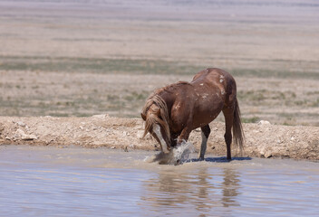 Wild Horse at a Desert Waterhole in Utah in Spring
