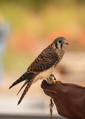 bird on a hand