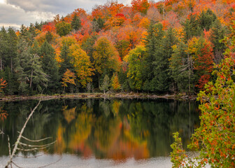 autumn in the forest