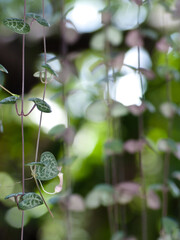 String of hearts background