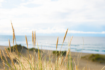 Grass on the beach