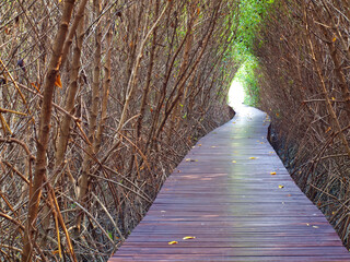 Boardwalk underpass of dead trees