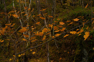 Autumn leaves