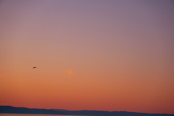 Seagull in golden sunset