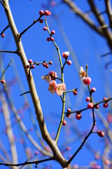 Pink flower blooms of the Japanese ume apricot tree, prunus mume