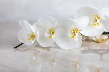 white orchid flowers on a marble table close-up with reflection. Beauty concept of natural cosmetics. Light background. Place for text