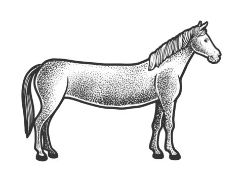 Long horse sketch raster illustration