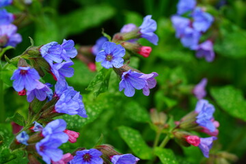 Pulmonaria (lungwort) purple flowers in the spring garden