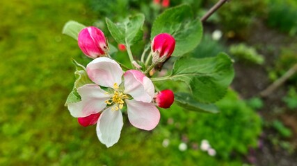 number of spring day apple blossoms, with white-pink flowers