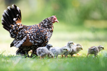 Proud chicken mom, she came to show off with chickens. © Iveta