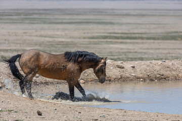 Wild Horse at a Desert Waterhole in Utah in Spring