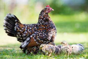 Proud chicken mom, she came to show off with chickens. © Iveta