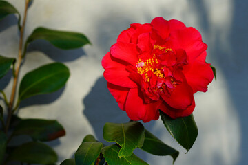Obraz premium A pink camellia japonica flower in bloom on the tree