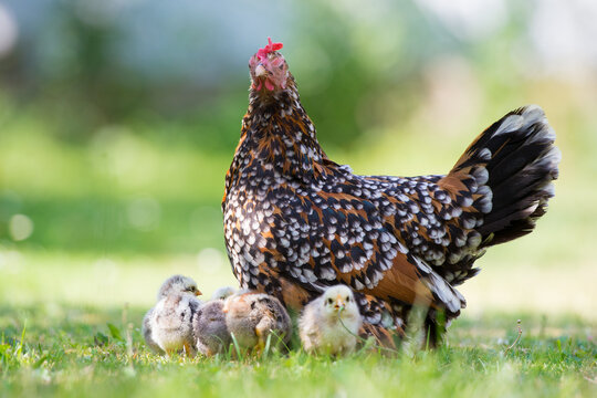 Chicken Mom And Chick In Green Grass Stock Photo, Picture and