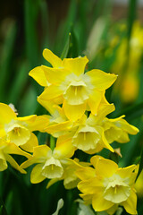 Yellow and orange narcissus daffodil flowers growing in the garden