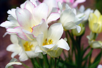 Fototapeta na wymiar White and pink multiflowering bouquet tulip flowers Candy Club