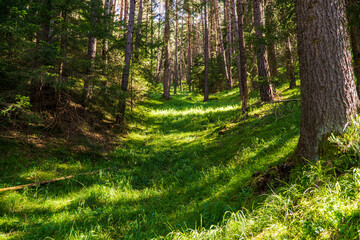 Fototapeta premium Sonnenlicht im Wald
