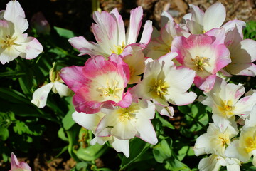 White and pink multiflowering bouquet tulip flowers Candy Club
