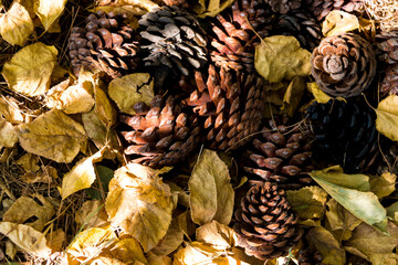 pine cones in autumn
