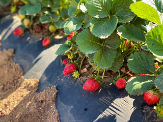 Harvest of sweet, fresh, red strawberry. Outdoor, sunny. Strawberry growing in soil.  Diagonal rows with ripe, tasty strawberries.