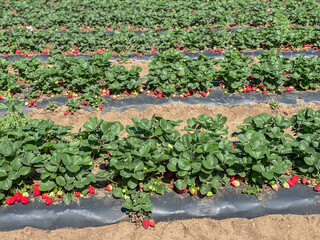 Horizontal rows of strawberry bushes. Strawberry farm. Ripe, juicy, red strawberries. Day, sunny. 