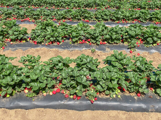 Horizontal rows of strawberry bushes. Strawberry farm. Ripe, juicy, red strawberries. Day, sunny. 