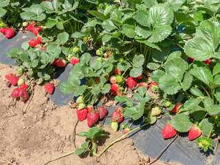 Harvest of sweet, fresh, red strawberry. Outdoor, sunny. Strawberry growing in soil.  Diagonal rows with ripe, tasty strawberries.