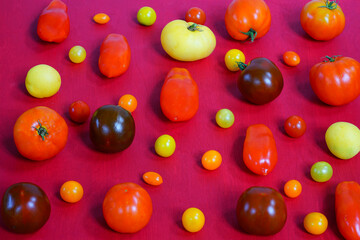 Naklejka na ściany i meble Colorful yellow and red heirloom tomatoes arranged on a red background