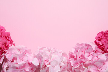 Beautiful hortensia flowers on pink background, flat lay. Space for text