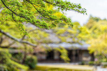 Fototapeta premium Red and green japanese maple leaves on tree with bokeh background of temple shrine building in garden in Nara, Japan in spring springtime