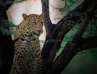 leopard in tree