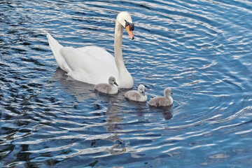 royal swan with brood