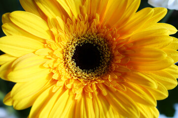 Colorful yellow gerbera flower, close-up for background