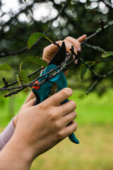 Taillage d'arbuste au s&eacute;cateur 