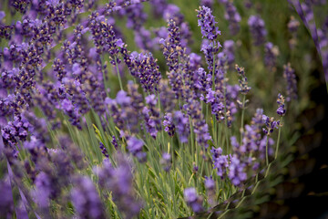 field of lavender