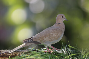 Eurasian collared dove (Streptopelia decaocto) standing  on green tree blurred background.