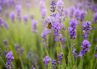 Fototapeta premium lavender field in region