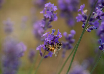 bee on lavender