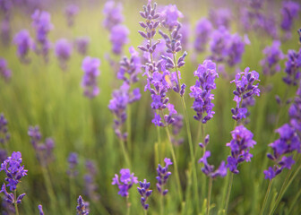 lavender field in region