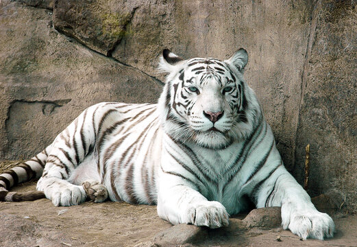 White Bengal tiger, Amur tiger albino, Bengal tiger albino. A white tiger on a rock.