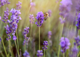 lavender field in region