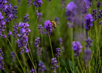 field of lavender