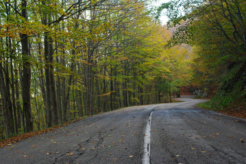 Road through a beech forest in autumn. The trees take on shades of intense colors and on the road the wind brings the first leaves.