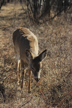 A curious, young deer.