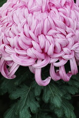 菊　chrysanthemum
