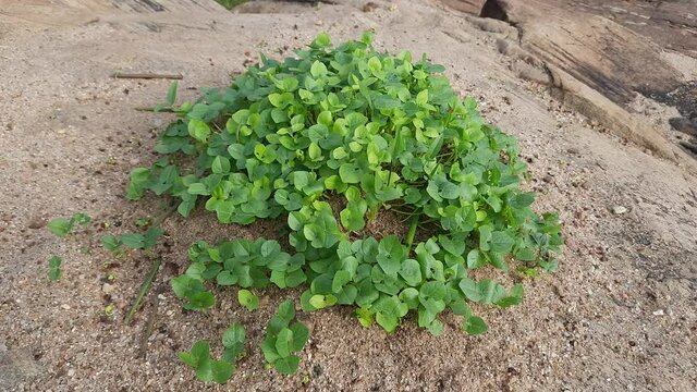 Macrotyloma uniflorum plant. It is a Pulse plant.It is a many names like horse gram,kulthi bean,hurali,Madras gram.In traditional&nbsp;Ayurvedic&nbsp;cuisine,Pulse is considered a food with medicinal qualities.