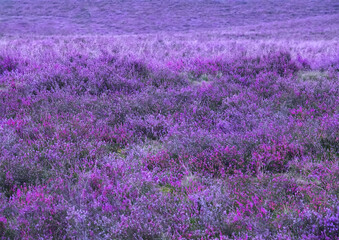 Naklejka premium Beautiful pink blooming heather landscape