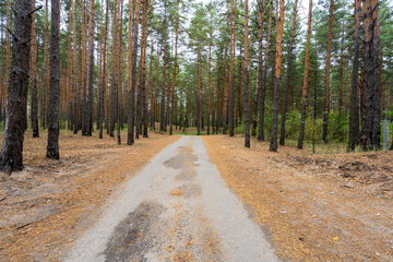 A country road through a pine forest on an autumn day